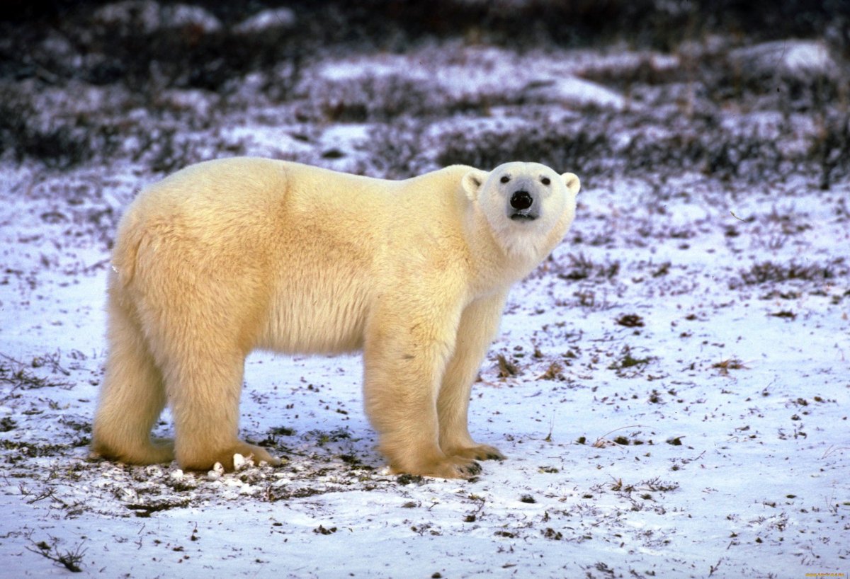 Polar Bears the World's largest Land-based Carnivores weigh up to 800 kg and are Armed to the Teeth