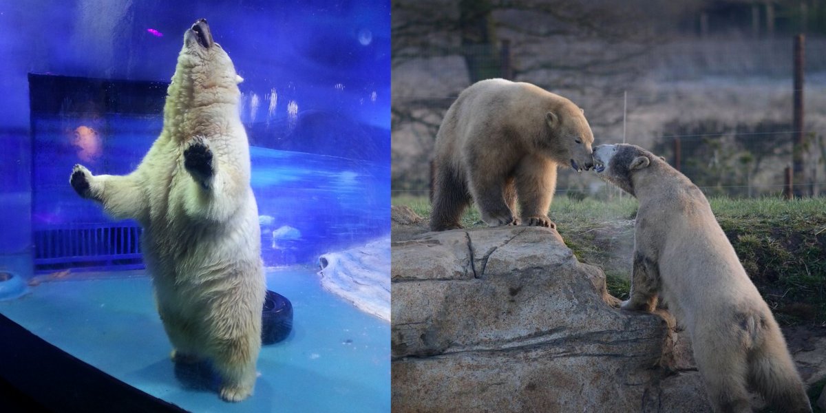 Цвет шерсти белого медведя