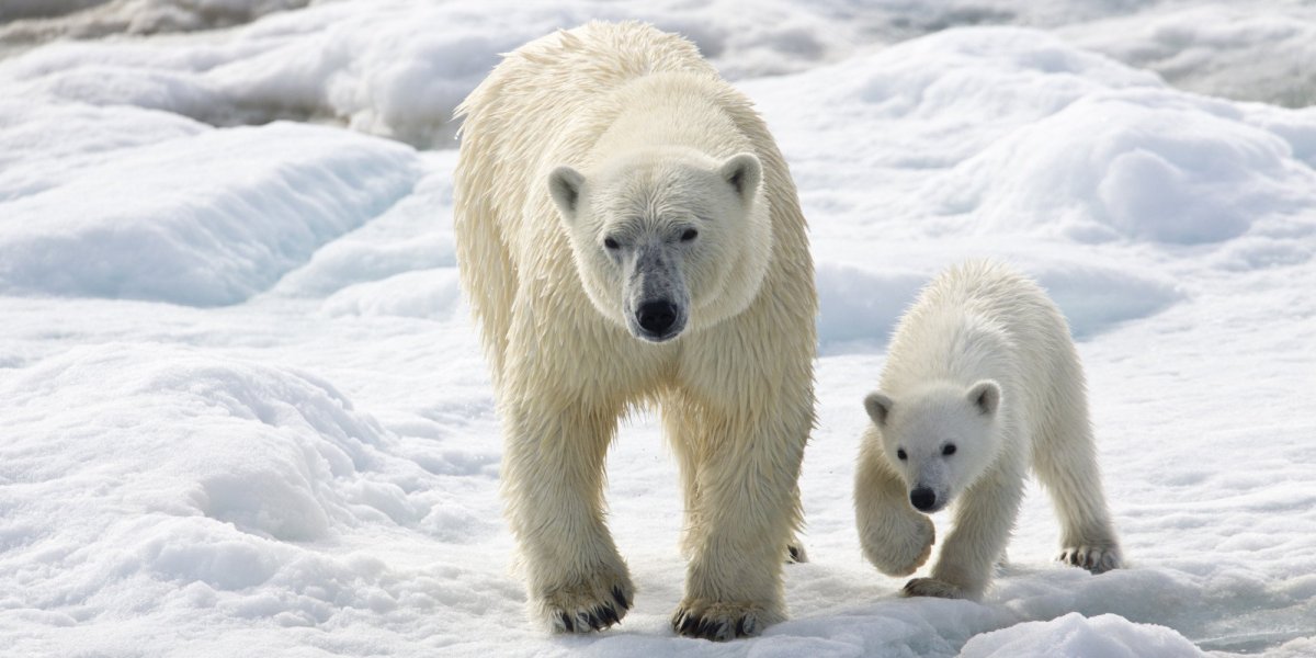 Гибриды медведей