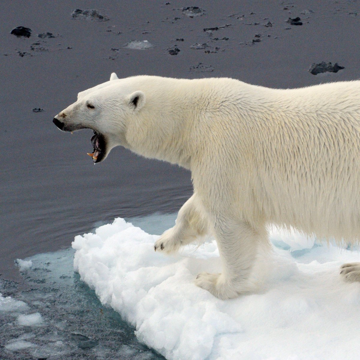 Медведь пьющий воду