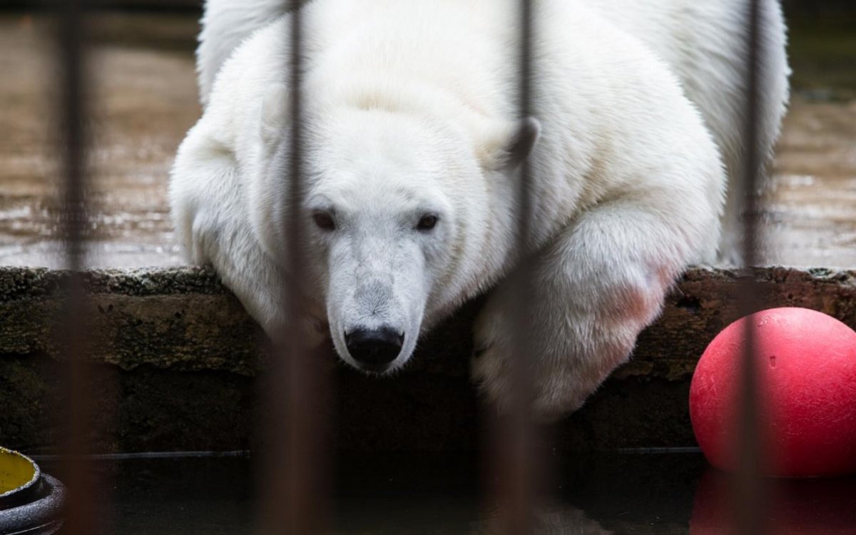 Белые медведи в Антарктиде