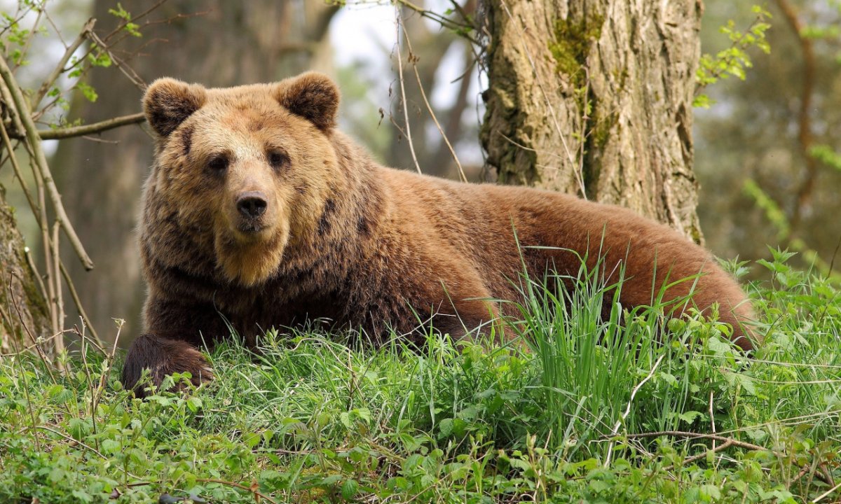 Медвежий хвостик