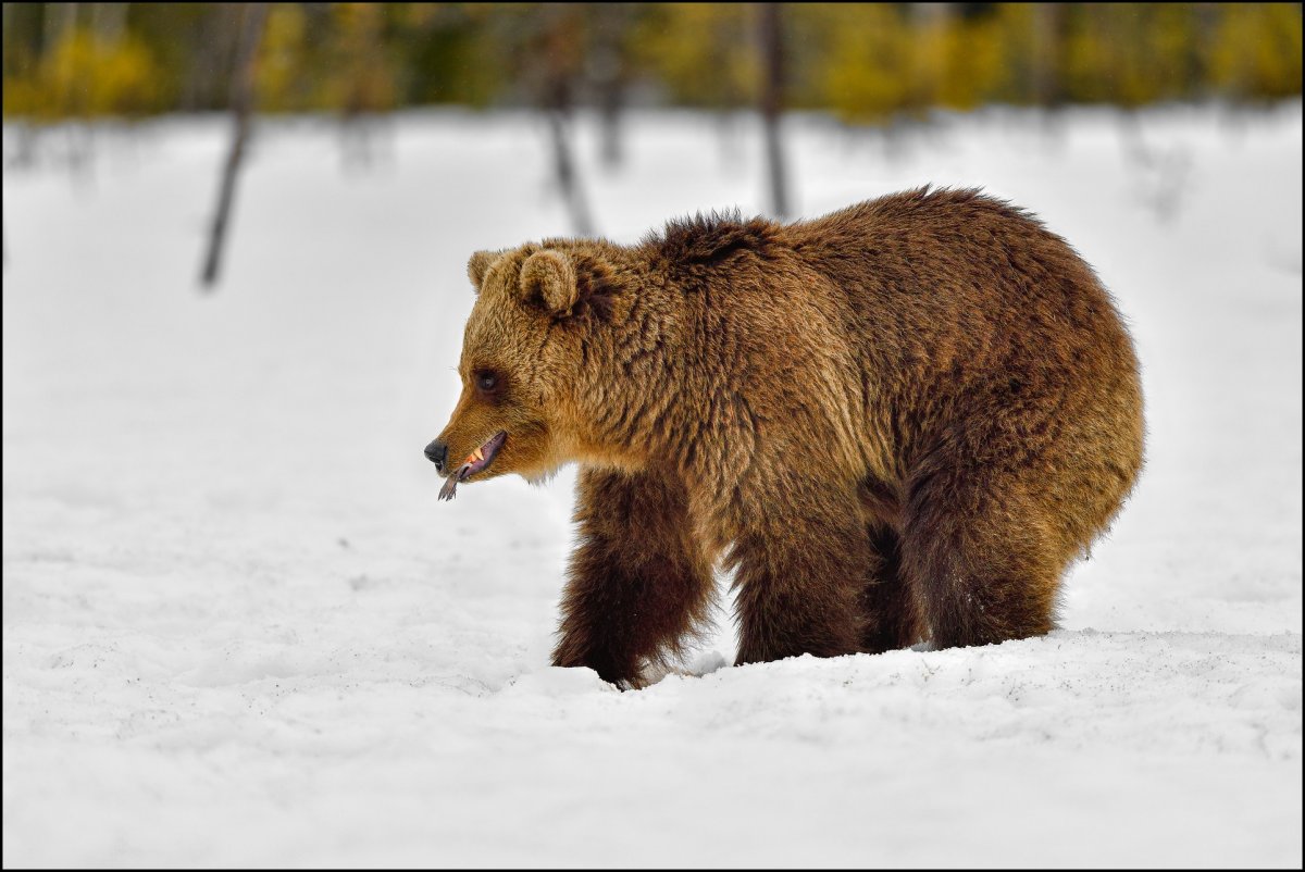 У медведя есть хвост