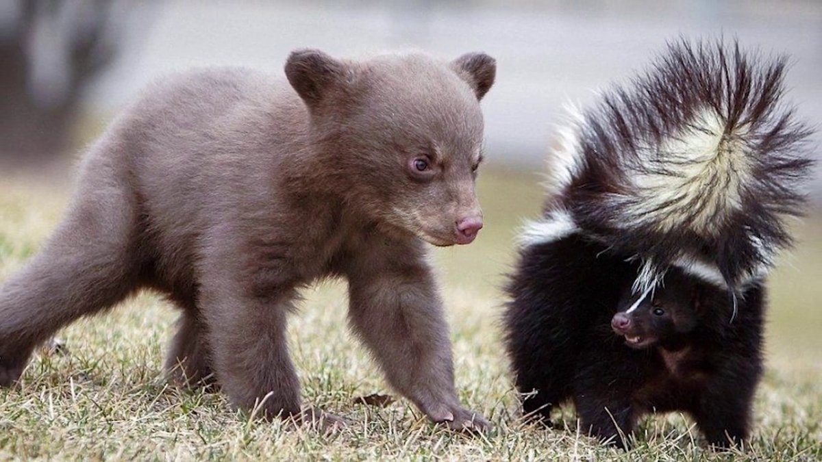 Бурый медведь Сахалин