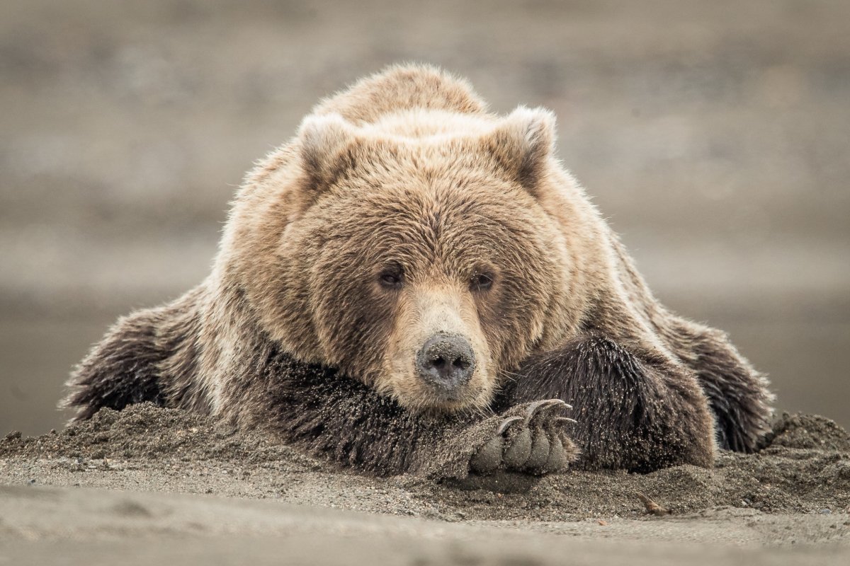 Гималайский медведь и Барибал