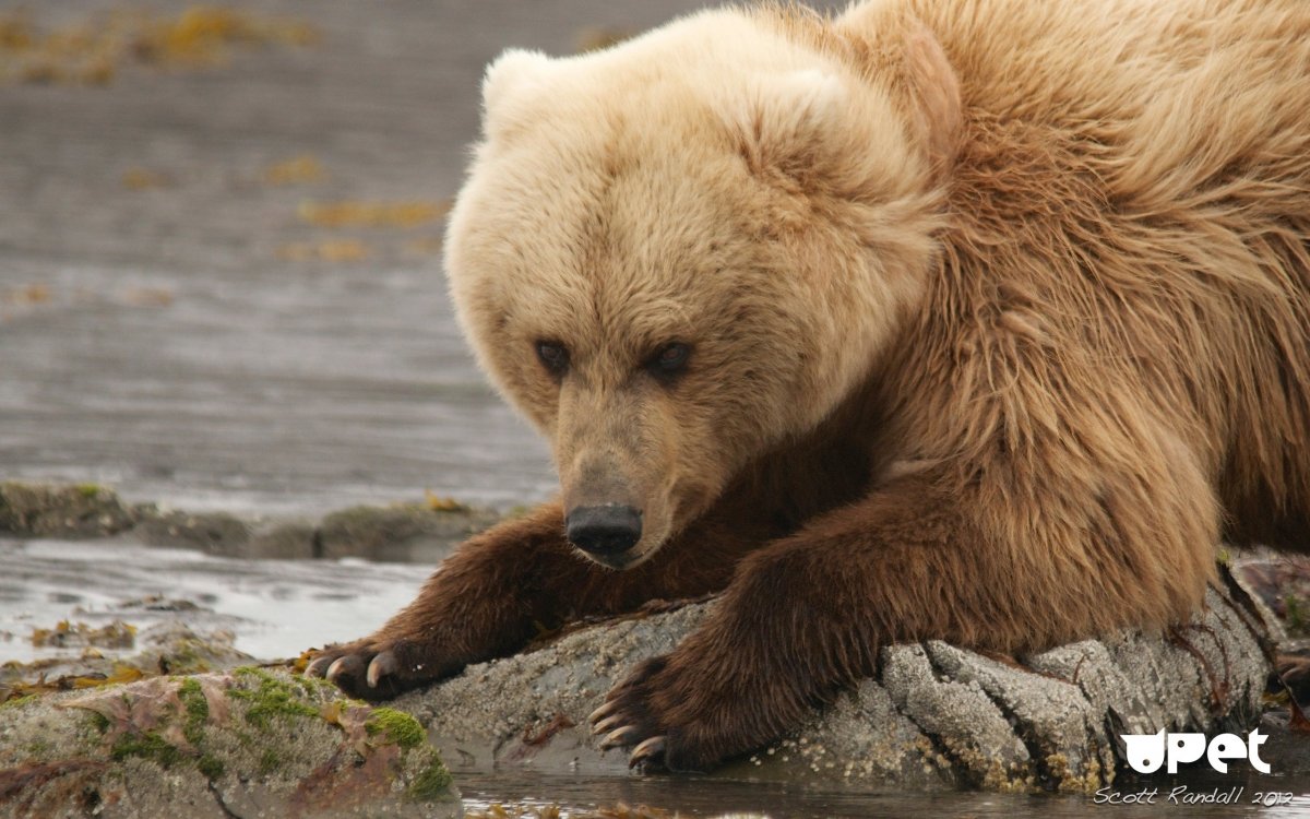 Аляска медведи