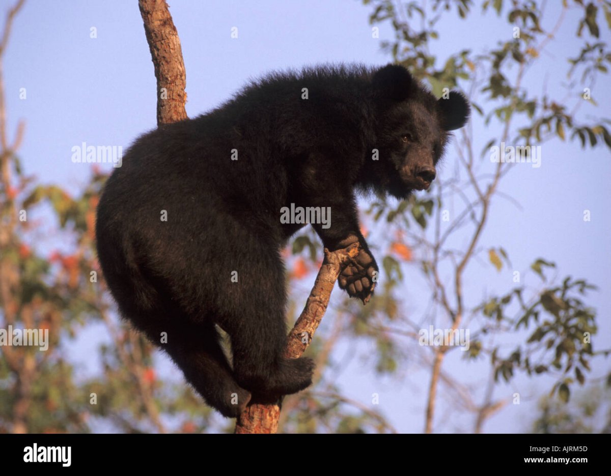 Панда сзади
