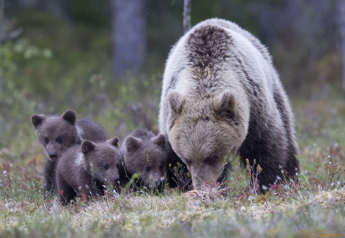 Гризли скалистых гор