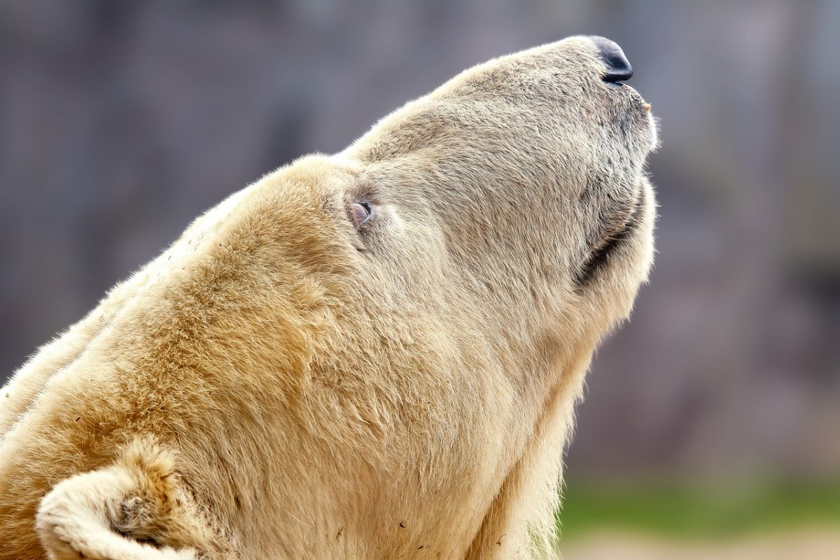 Хвост медведя