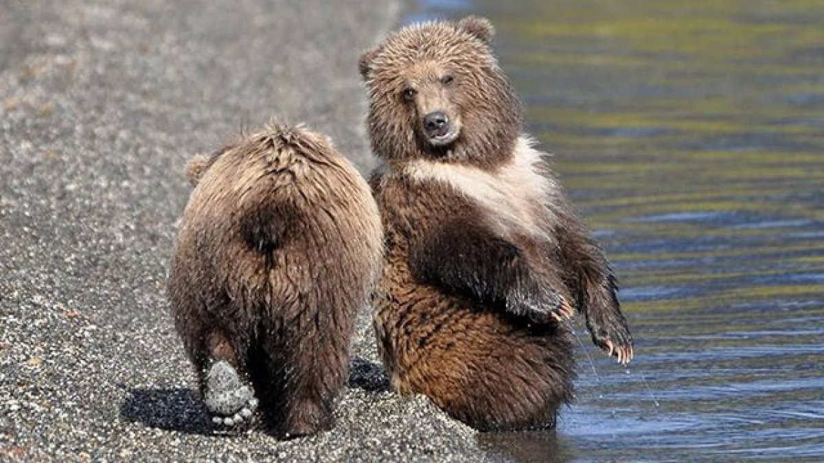 Бурый медведь хвост