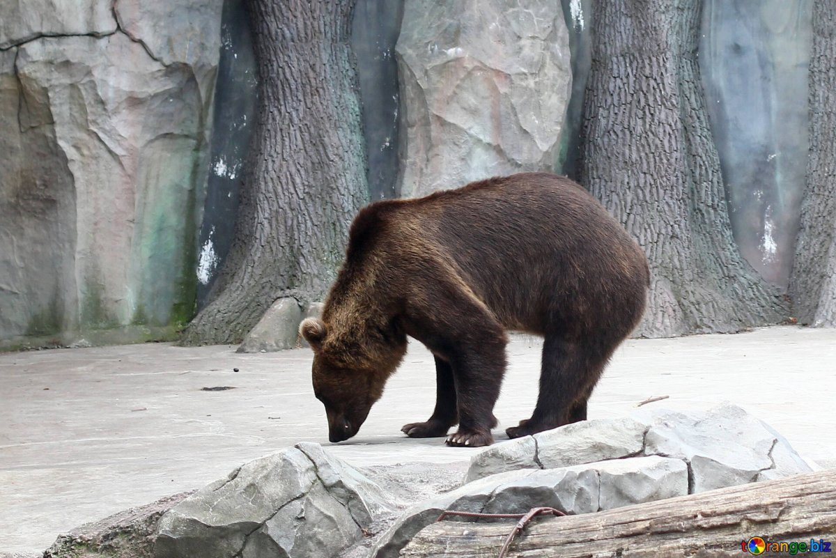 Бурый медведь сзади