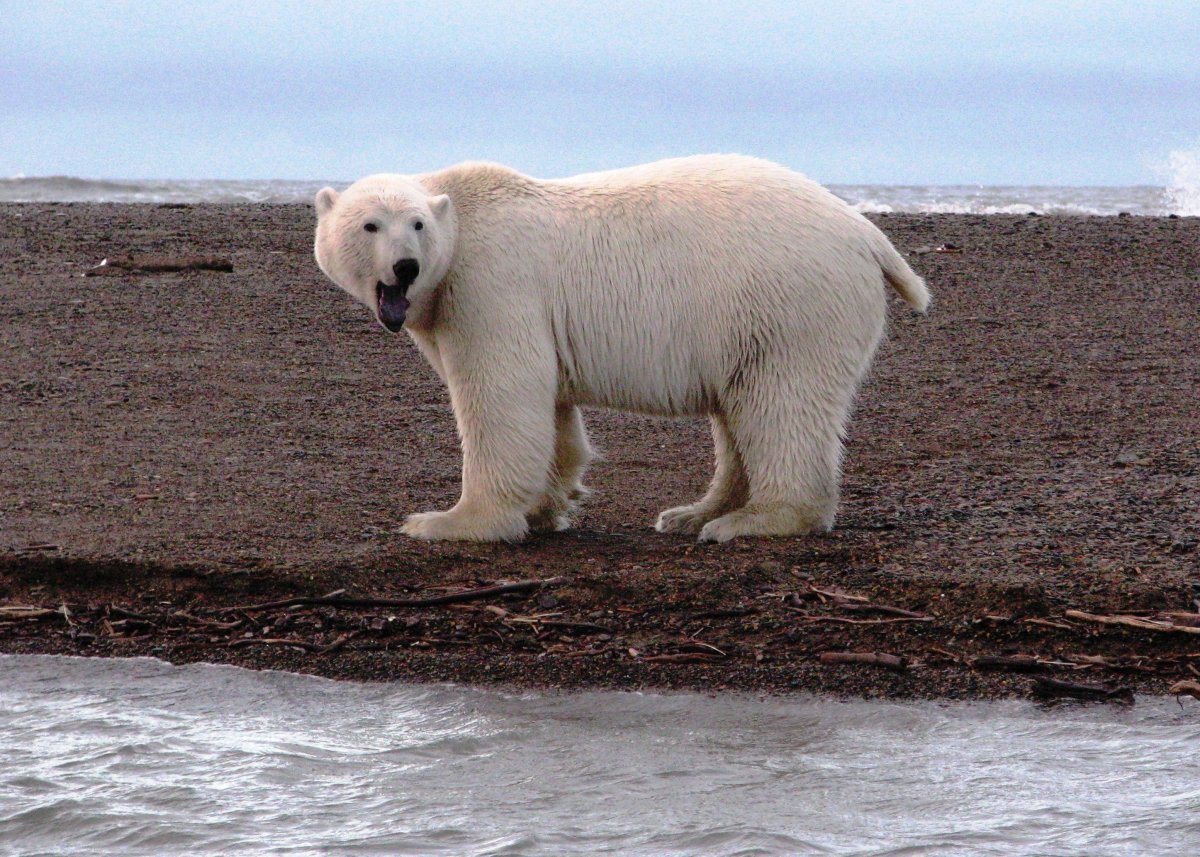 Хвост медведя без медведя