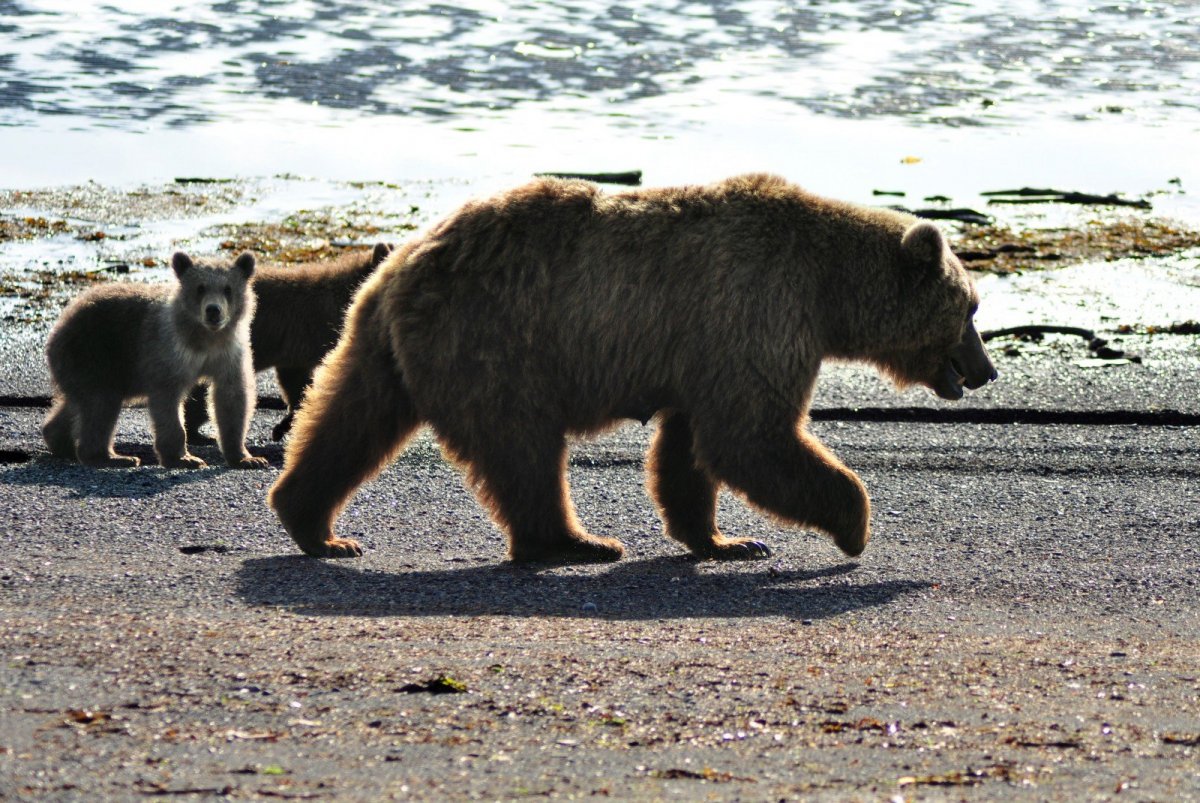 Бурый медведь альбинос