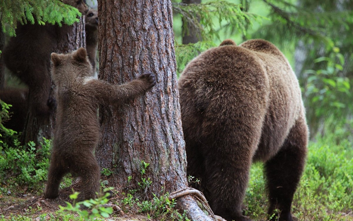 Хвост медведя