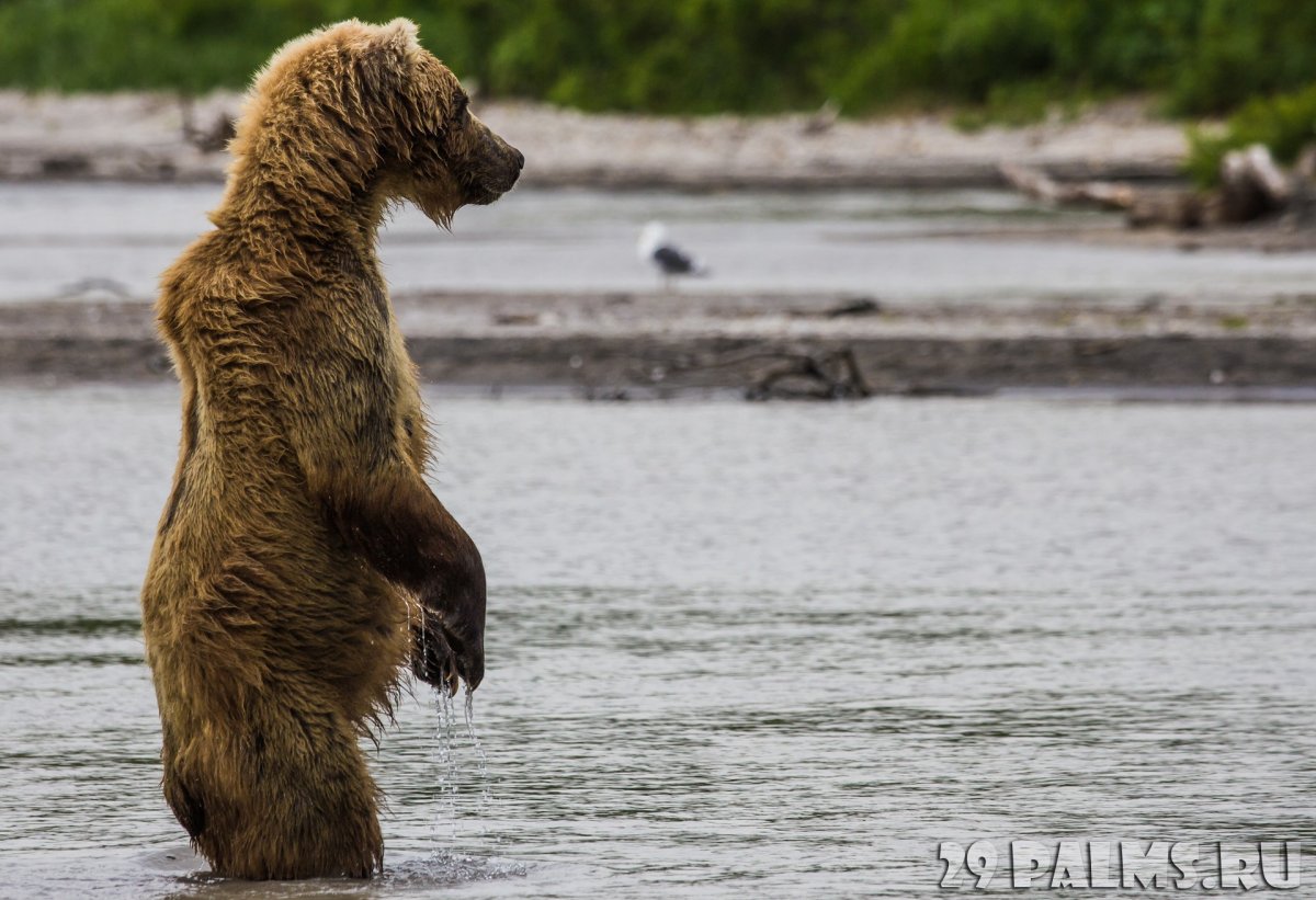 Тяньшанский бурый медведь