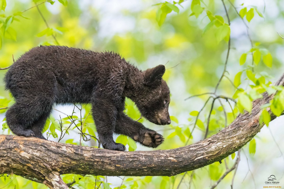Медвежий хвост и медведь