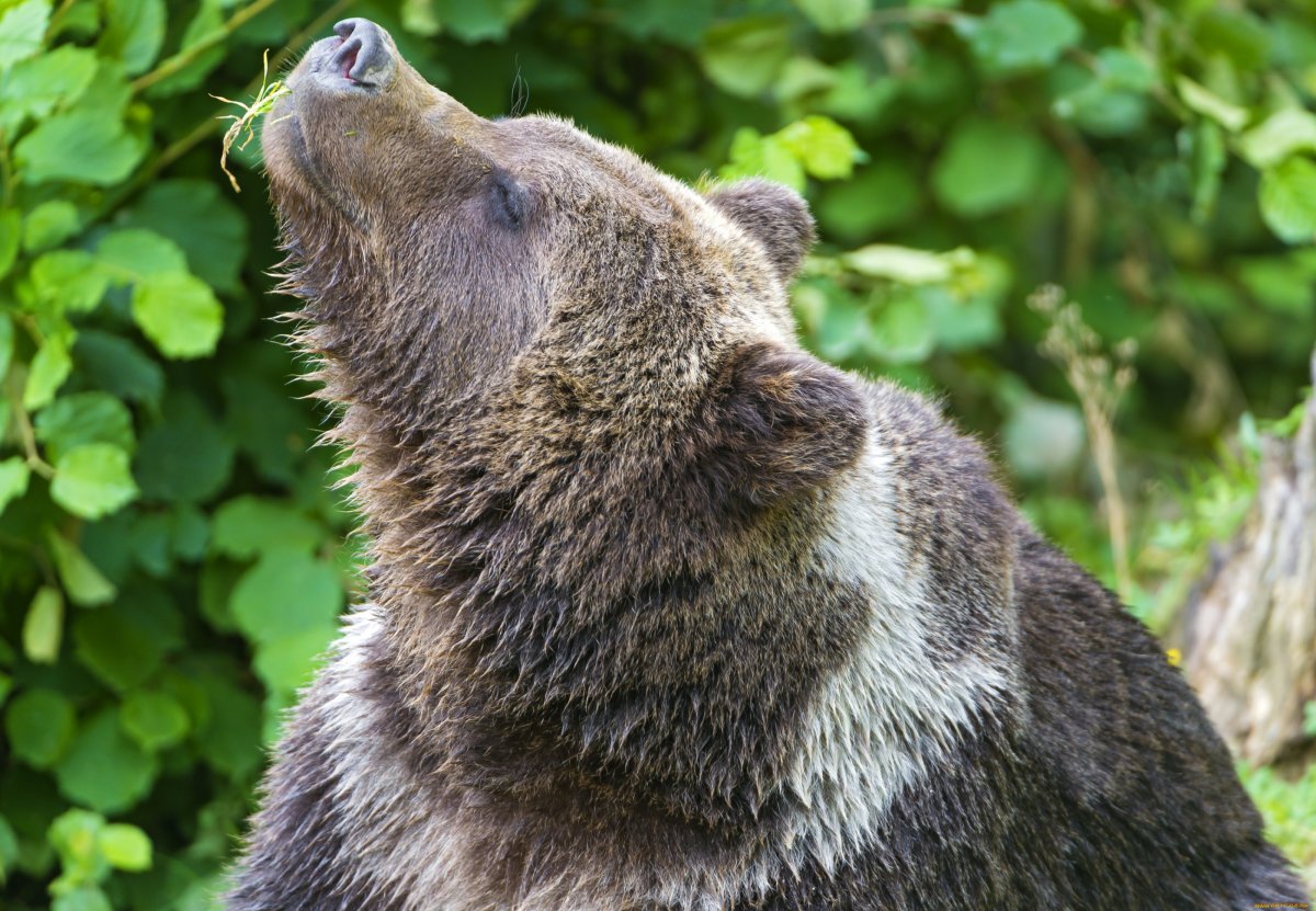 Медведь бурый Ursus arctos Linnaeus, 1758