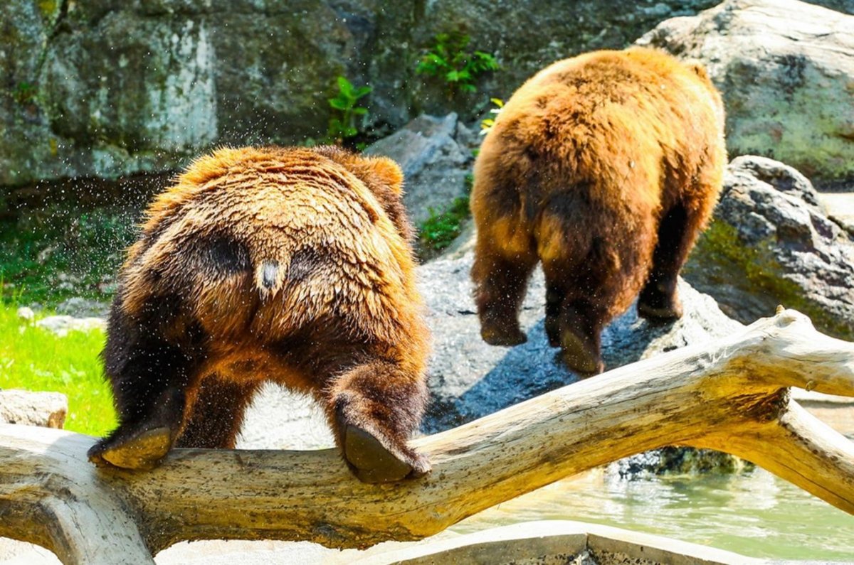 Бурый медведь ЗУБР Лось