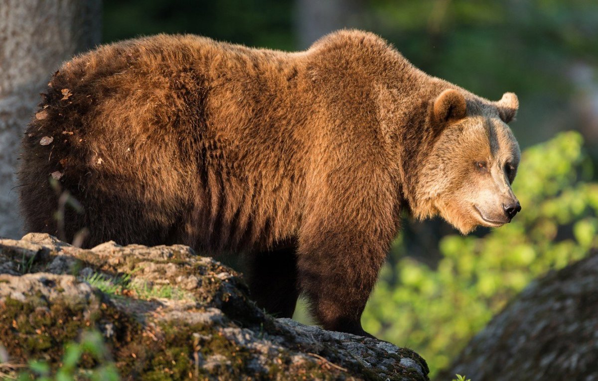 Национальное животное России