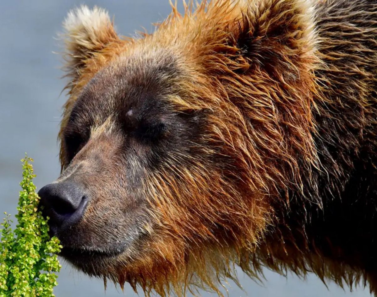 Медведь Гризли