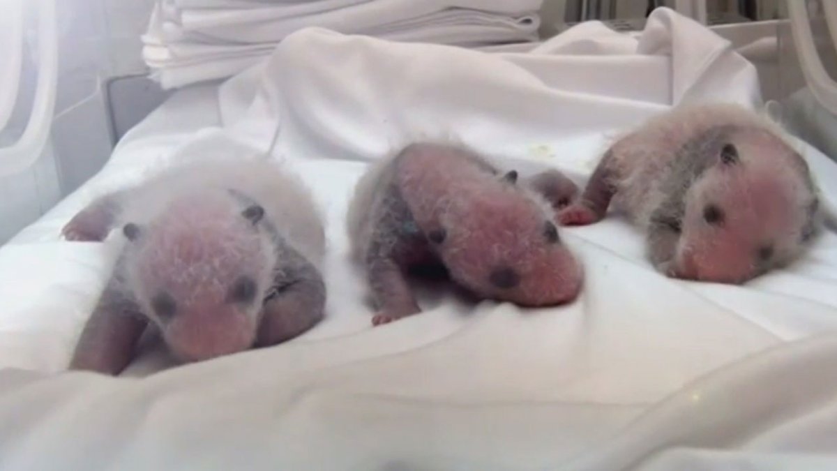 Маленький Полярный Медвежонок