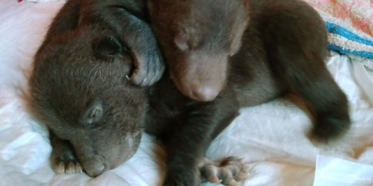 Гималайский Медвежонок новорожденный