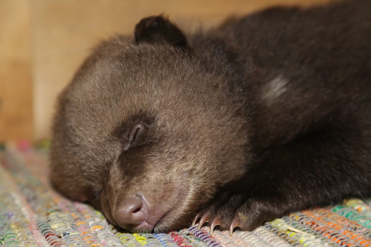 Детёныш панды новорожденный