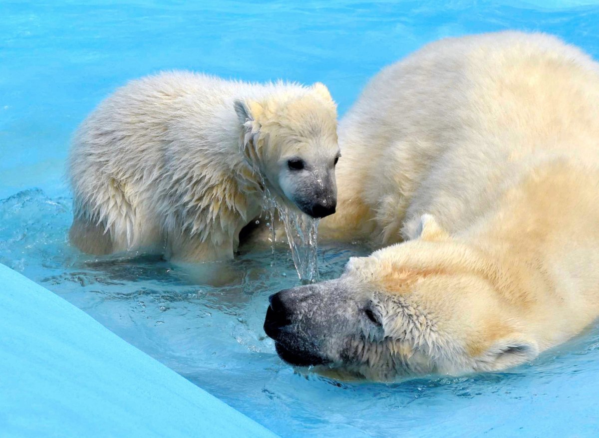 Новорожденный детеныш белого медведя