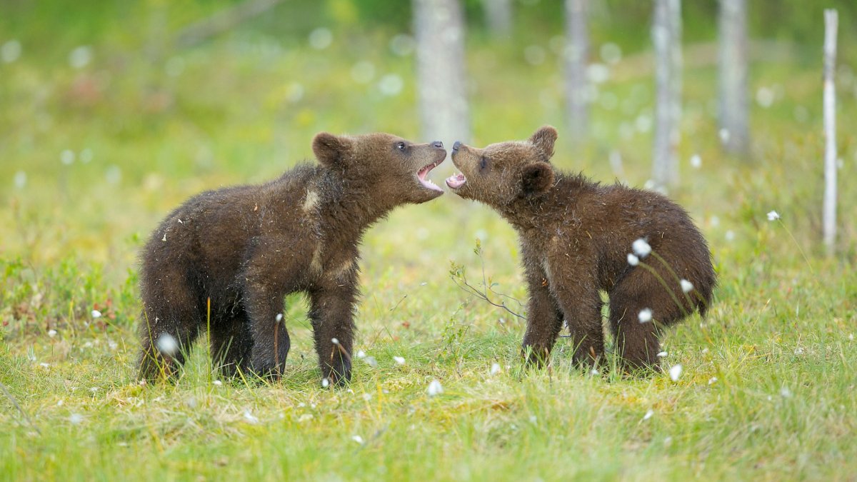 Камчатка любовь медведей