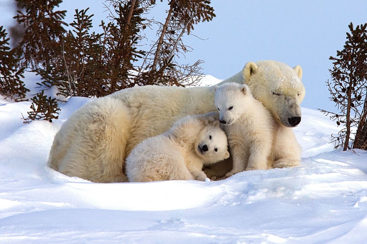 Детеныш белого медведя