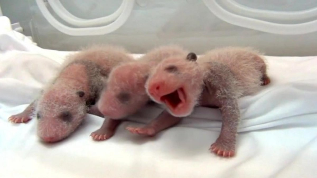 Панда с детёнышем