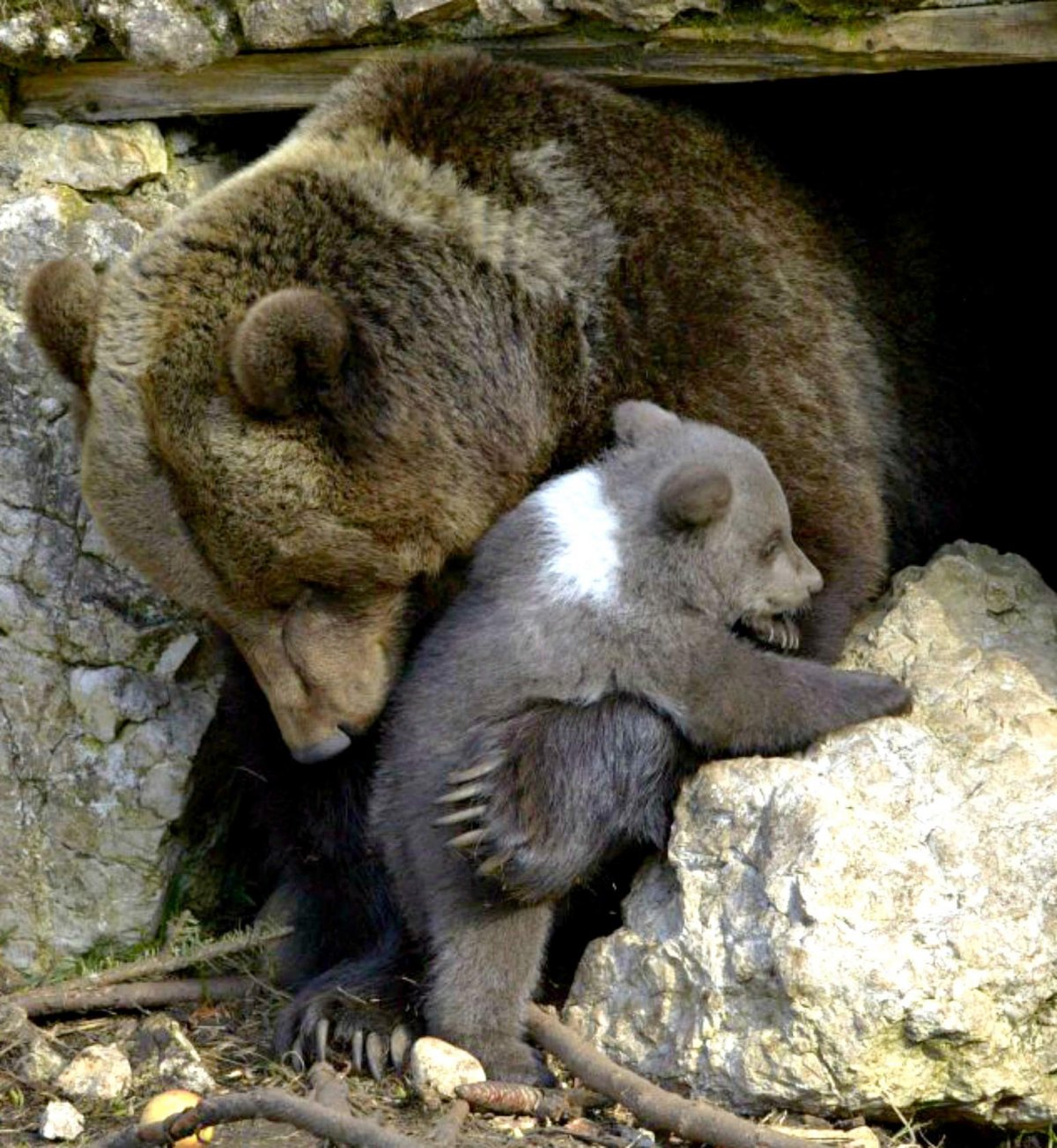 Желтого медведя маленького