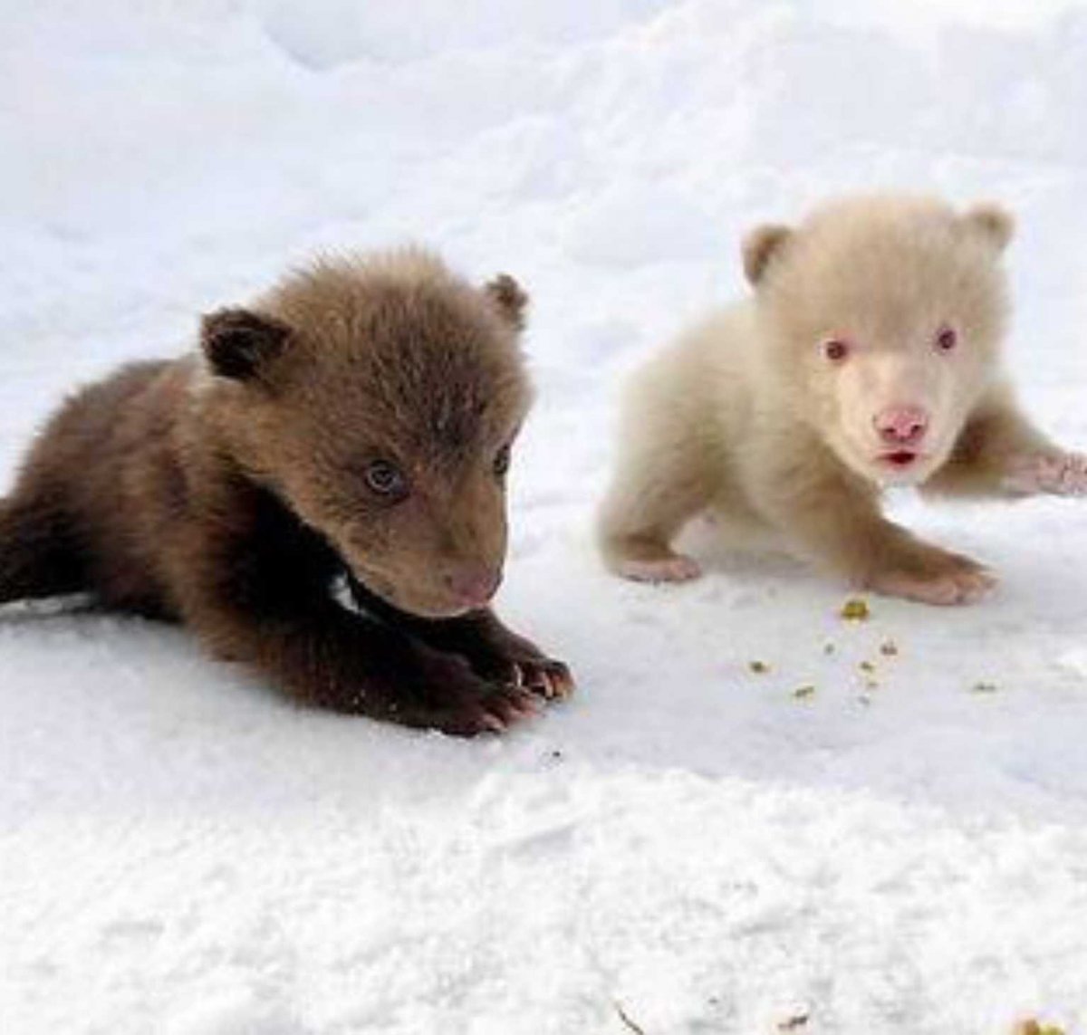 Новорожденный Медвежонок панды