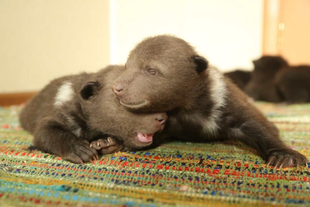 Спящие Новорожденные медвежата