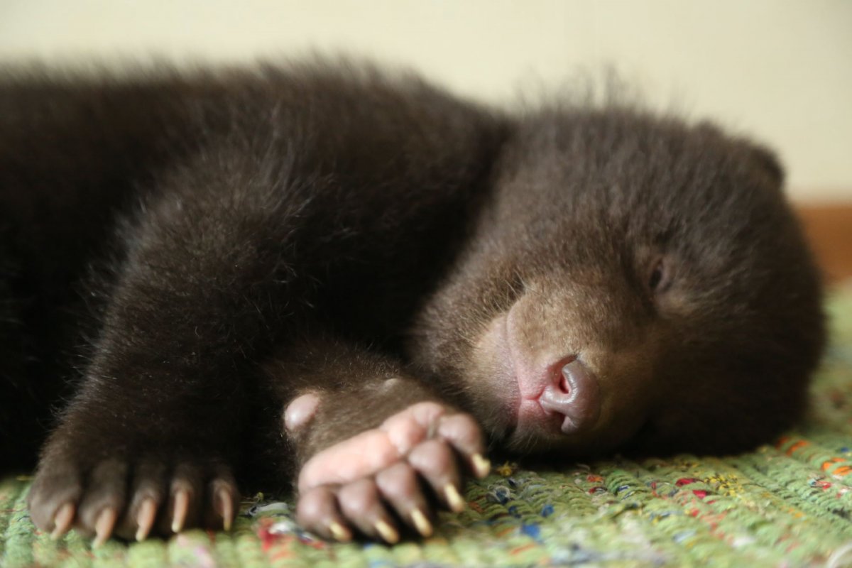 Белые медвежата в Новосибирском зоопарке