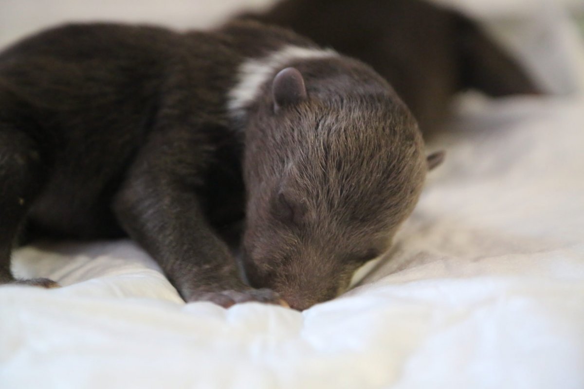 Новорожденные белые медвежата