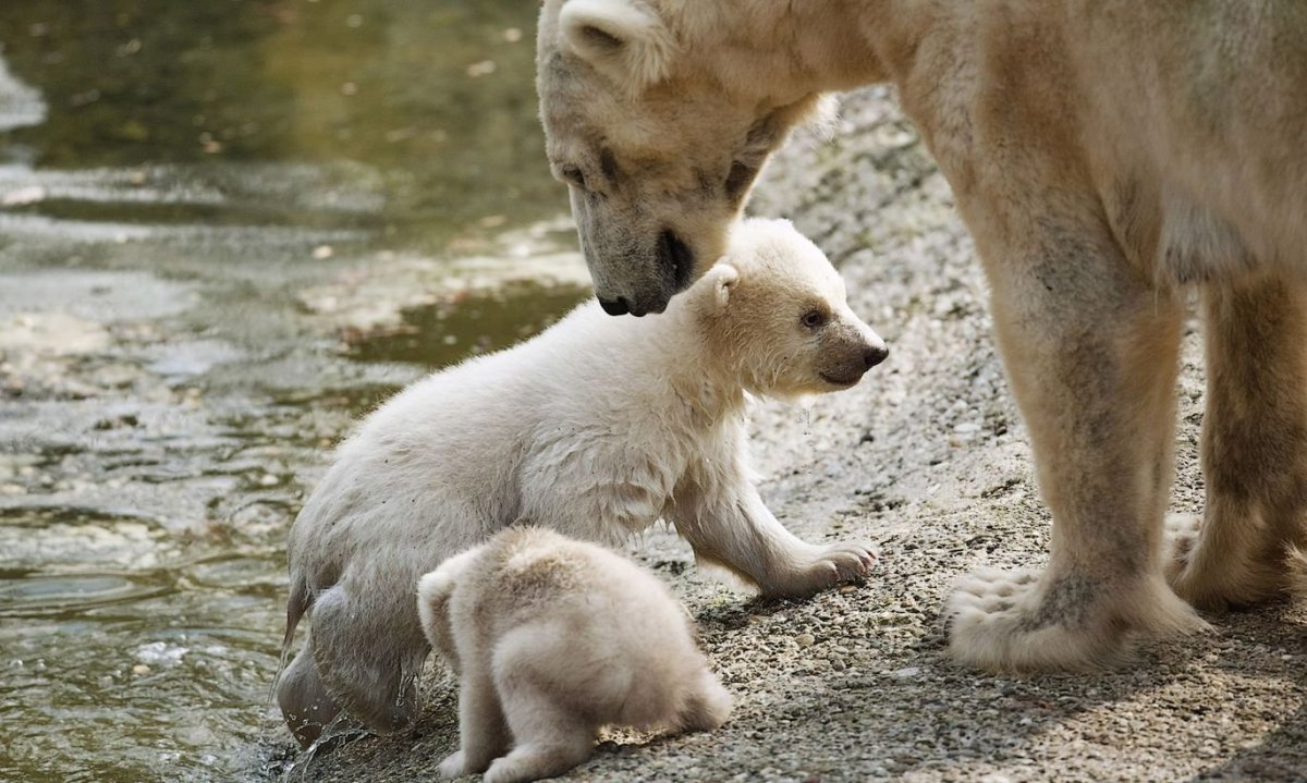 Медвежата Слепые