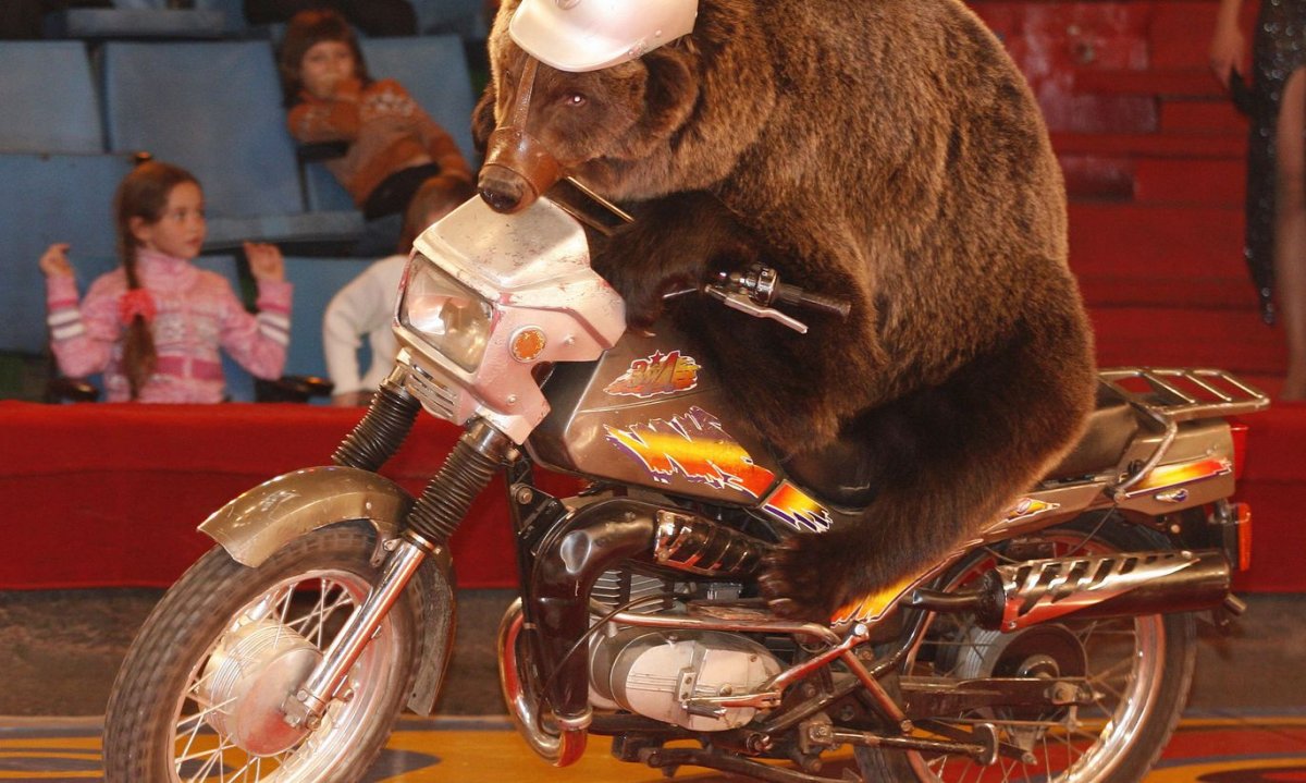 Цирковой медведь на мотоцикле
