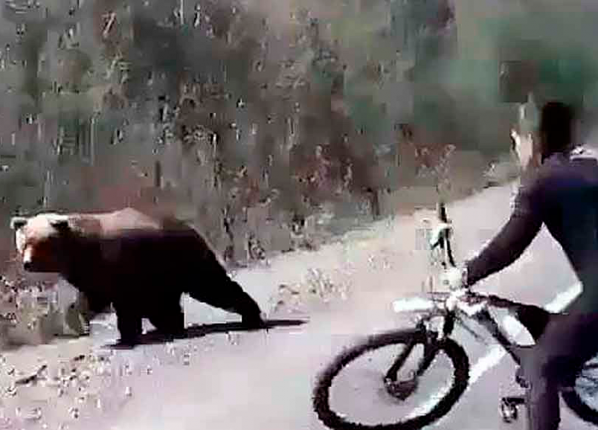 От медведя на велосипеде