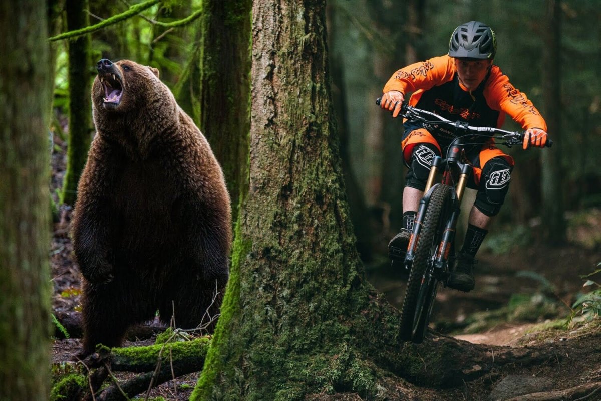 Медведь гонится за велосипедистом