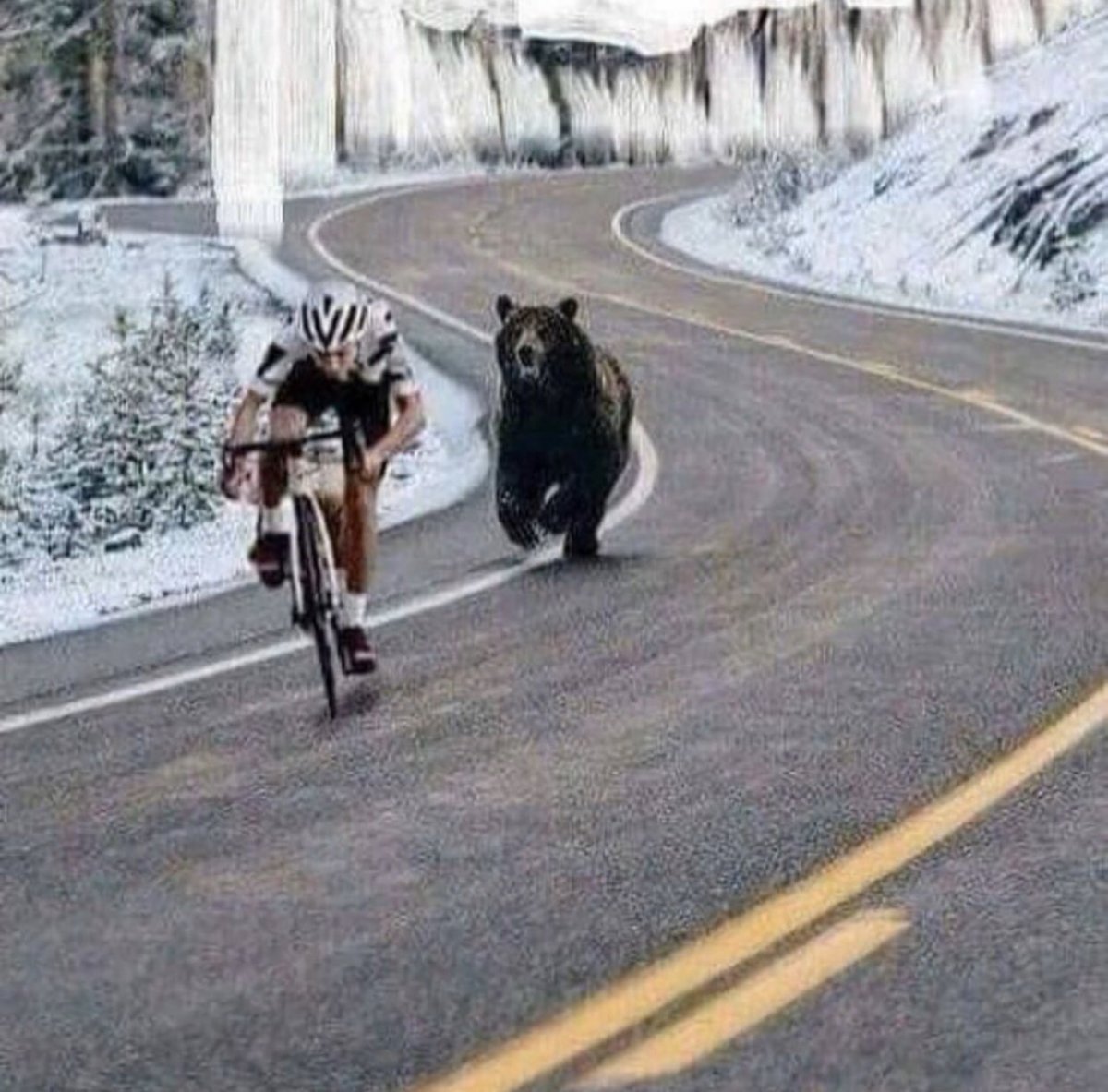 Велосипедист убегает от медведя