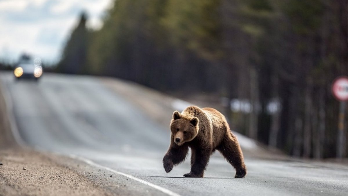 Медведи в Мурманской области