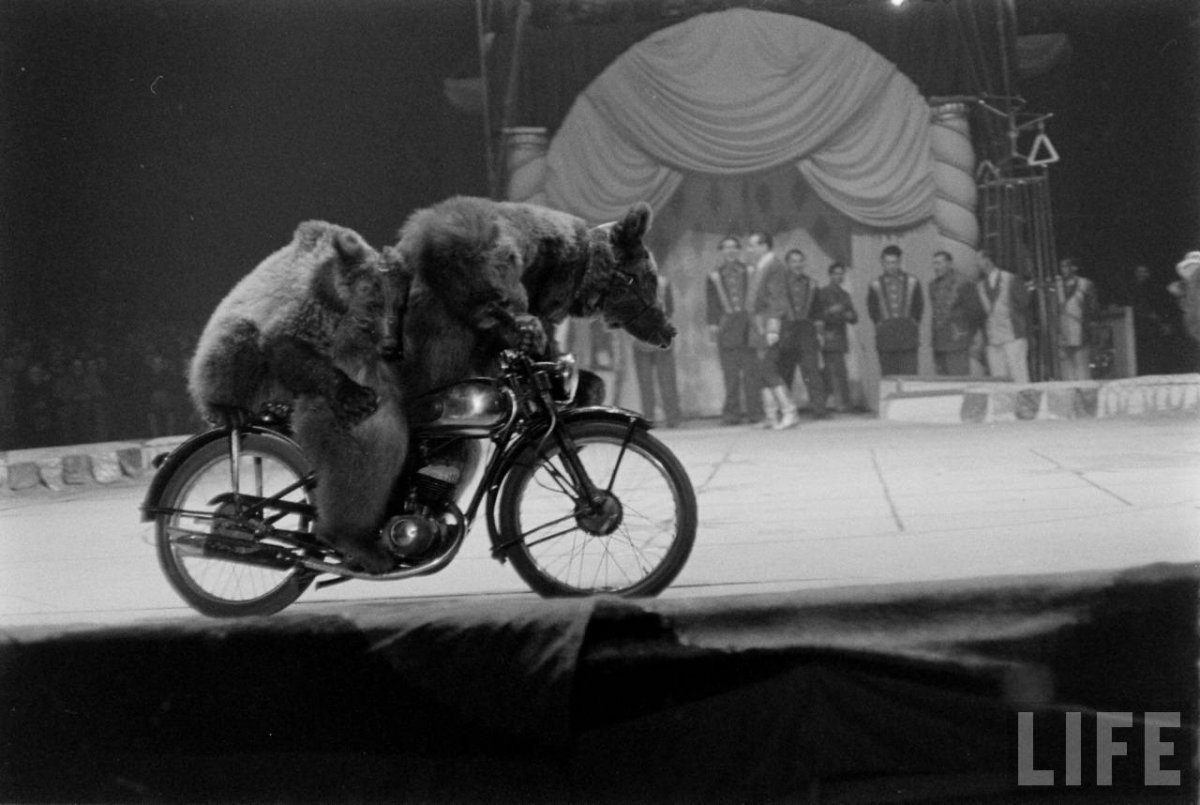 Медведь на велосипеде в цирке