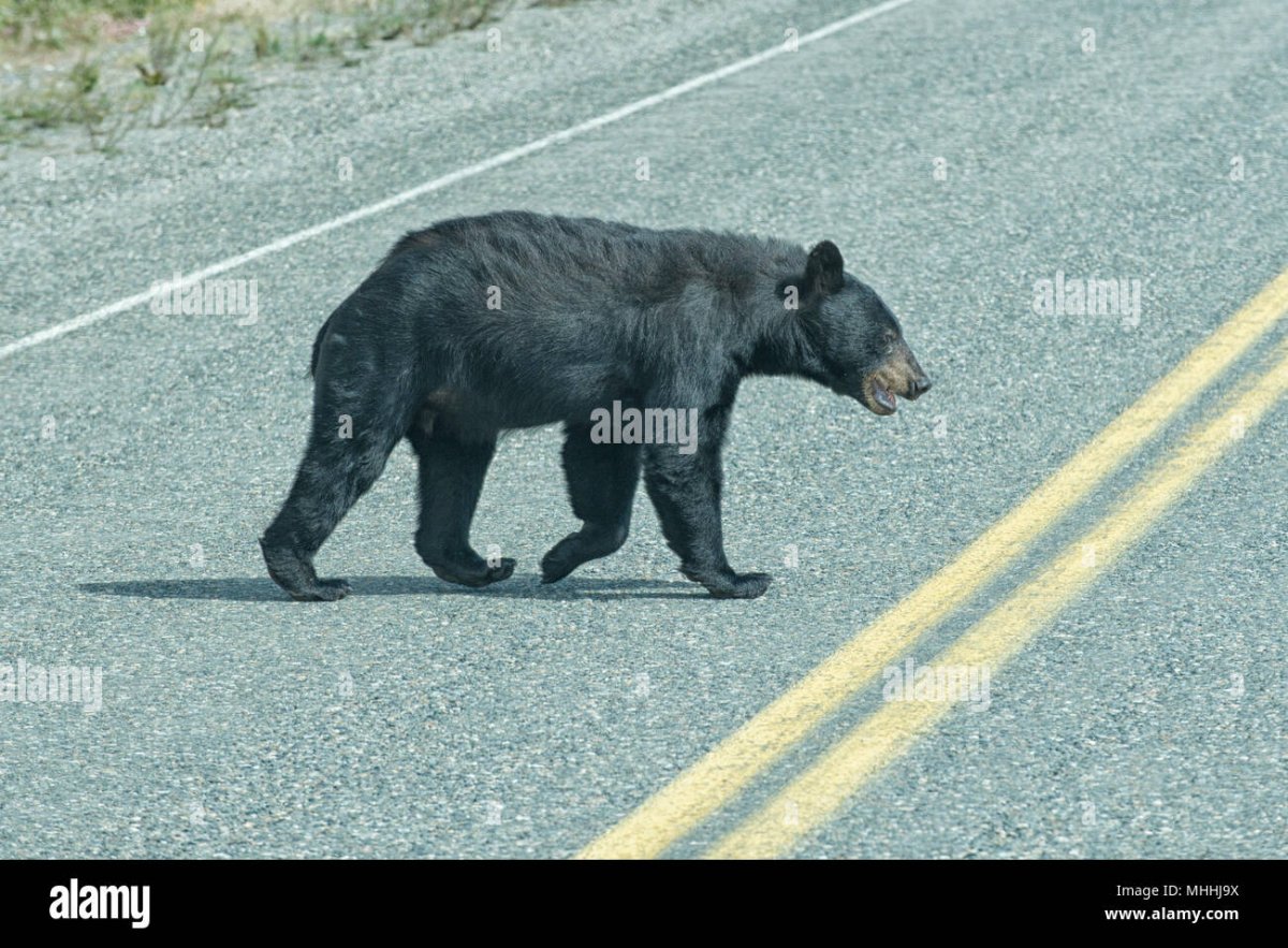 Медведь переходящий дорогу