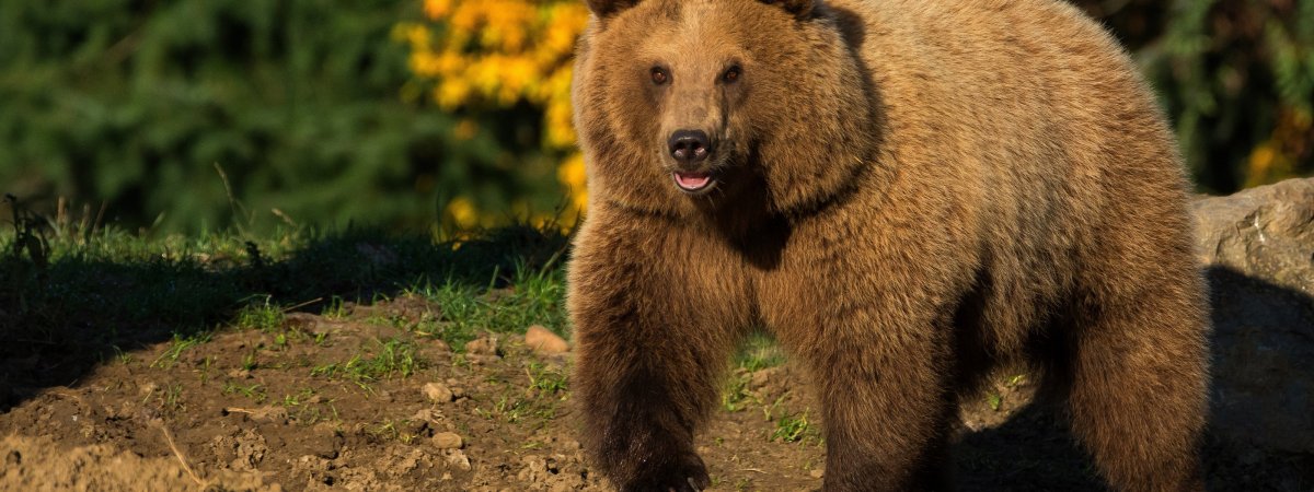 Яркий медведь