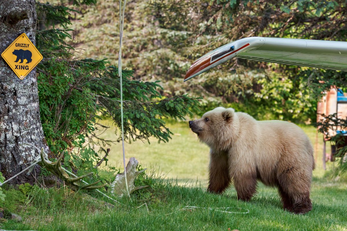 Аляска медведи
