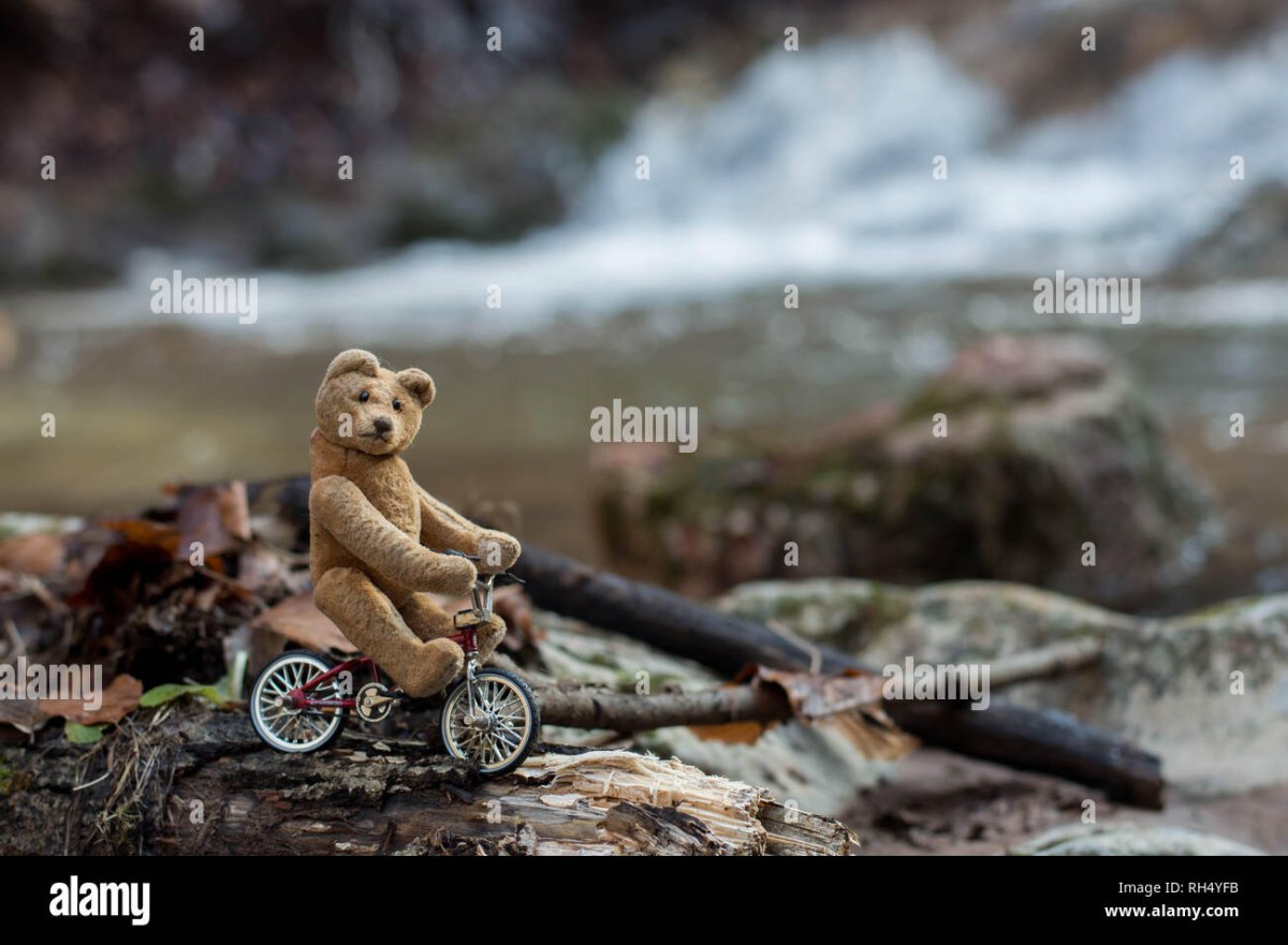 Медведь на велосипеде с горы