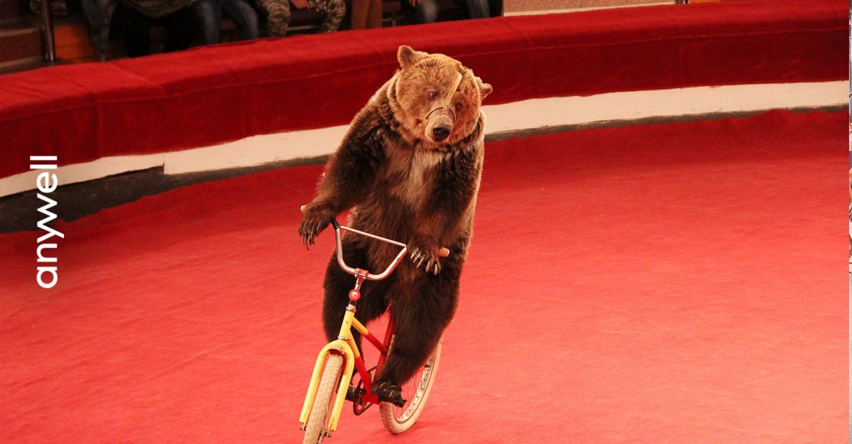 Мишка на велосипеде в цирке
