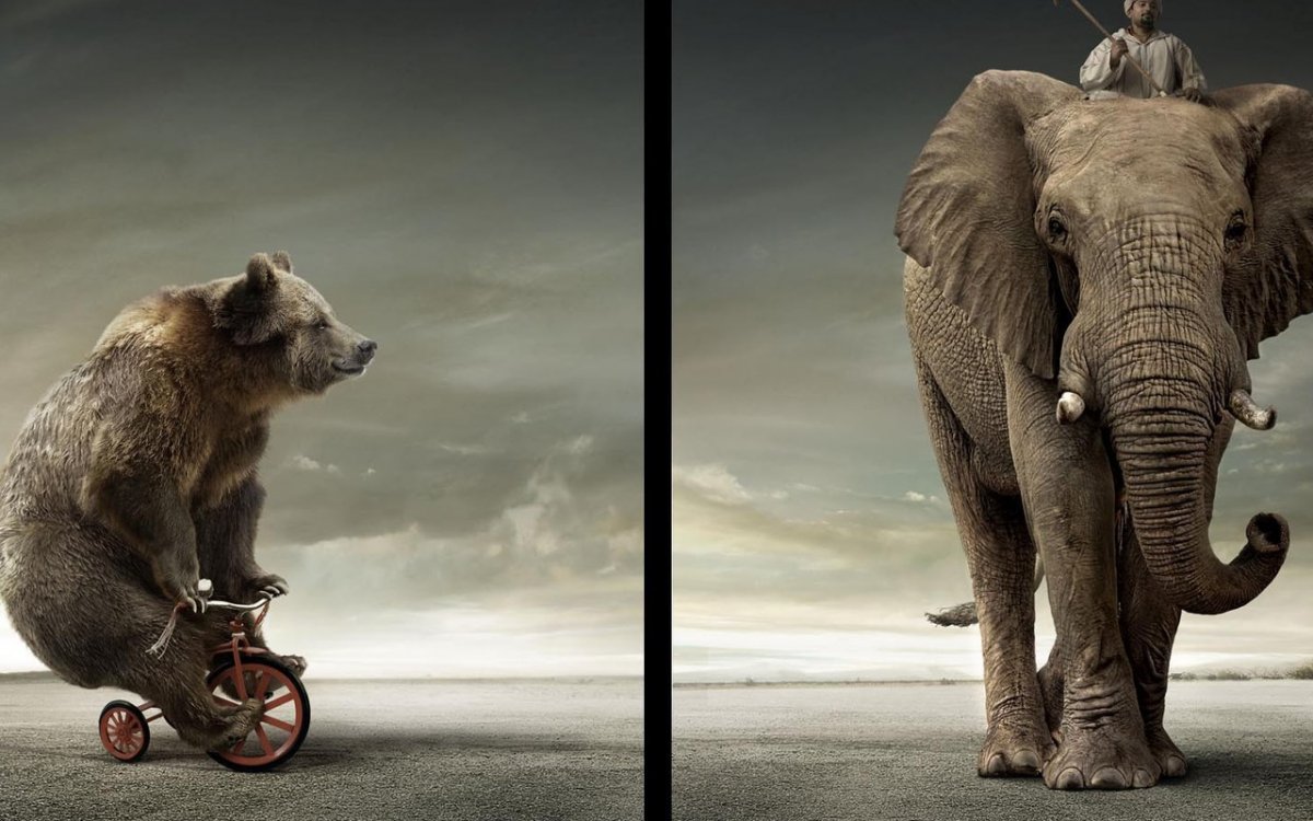 Медведь и слон