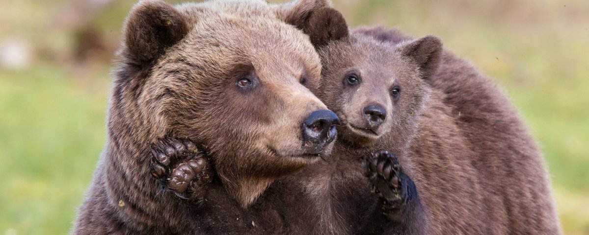 Замаскированный медведь